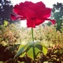 Whetstone Park / Park of Roses