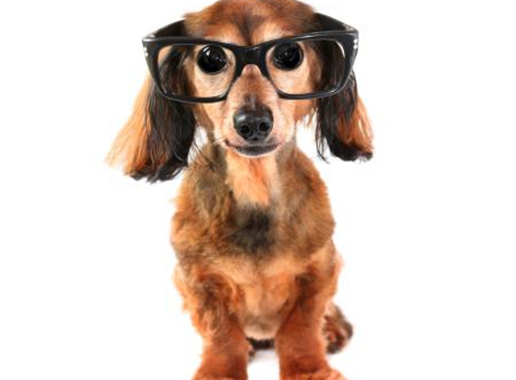 Alma Street Veterinary Hospital - Rockhampton City, QLD