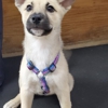 Platte Lake Veterinary Clinic gallery