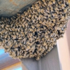 Busy Bee Pest Solutions gallery