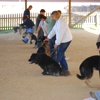 Applejack K 9 Academy gallery