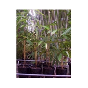 Gallery Image Number 5