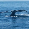 Boston Harbor Cruises Information gallery