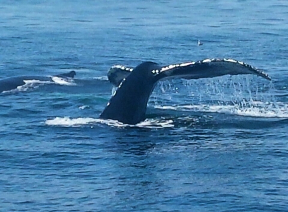 Boston Harbor Cruises Information - Provincetown, MA