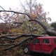 Tree Removal Service by: Northern Star PW