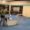 Topnotch K9 Training gallery