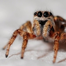 Buckingham Pest Control - Pest Control Services