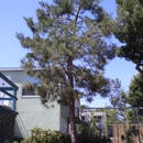 Expert Tree Service - Tree Service