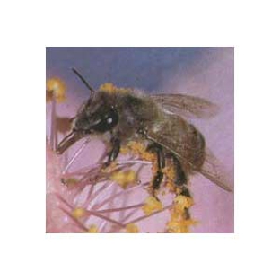 Mr Exterminator - Noarlunga Downs, SA