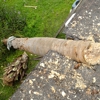 Tree Surgeons gallery