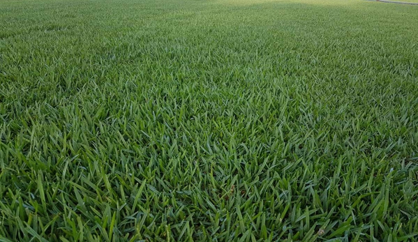 Premium Turf