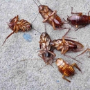 Ameritech Pest Control Services - Pest Control Equipment & Supplies