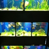 The Reef Aquarium Shop gallery