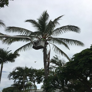 Active Tree Fellas - Urangan, QLD