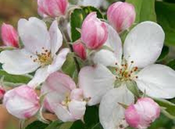 Apple Blossom Dentistry - Winchester, VA