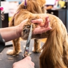 A Cut Above Pet Stylists gallery