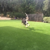 Pacific Grass & Turf Inc. gallery