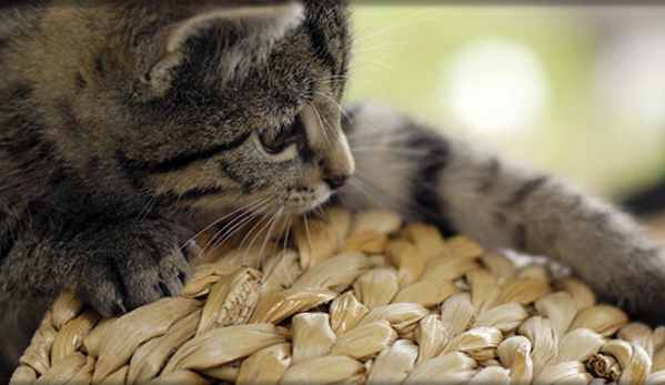 Eastwood Veterinary Clinic - Ballarat East, VIC
