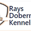 Rays Dobermans Kennels gallery