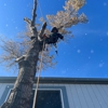 A Cut Above Tree Care gallery