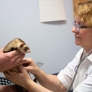 Belton Animal Clinic And Exotic Care Center - Belton, MO