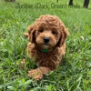 Kinzor Kennels gallery