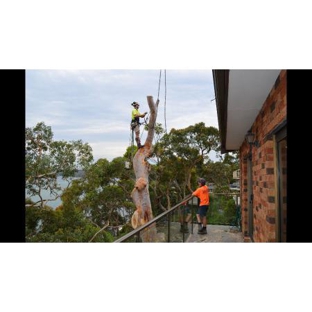 Bob and Ben the Tree Men - Kirrawee, NSW