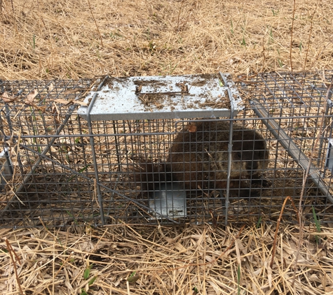 Nocturnal Wildlife Control LLC - Oswego, NY. Woodchuck