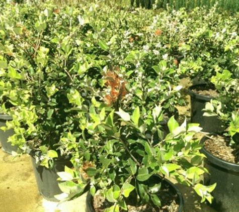 Tannum Wholesale Nursery - Tannum Sands, QLD