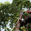 Big B Tree Service gallery