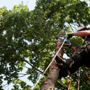 Big B Tree Service - Tree Service