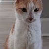 Veteran Pet Care gallery