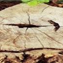 Mother Nature Tree Service - Arborists