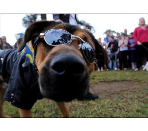 Orchard Hills Veterinary Hospital - Orchard Hills, NSW