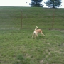 Red Oaks Dog Park