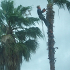 Woodpeckers Tree Service