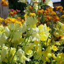 City Escape - Landscape Designers & Consultants