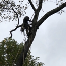 Joseph's  Tree Work - Tree Service