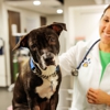 Pure Paws Veterinary Care of Hell's Kitchen gallery