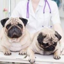 Stewartstown Vet Services - Veterinarians