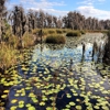 Tibet-Butler Preserve gallery