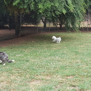Longford Park Boarding Kennels - Longford, TAS. Longford Park Kennels & Cattery - Dogs in playing field