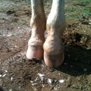 Kyle Means Horseshoeing - Horseshoers