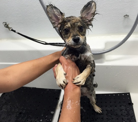 Golden Paws Mobile Spa - north hollywood, CA