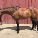 Four13 Sporthorses LLC