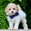 Passionate Poodles - Pet Breeders