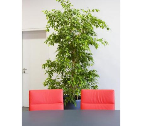 Redland Grove Indoor Nursery Pty. Ltd. - Mcminns Lagoon, NT