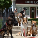 Dog Lovers Obedience School - Dog Training