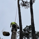 A & A Tree Care - Tree Service