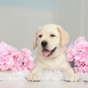 Five Star Labradors gallery